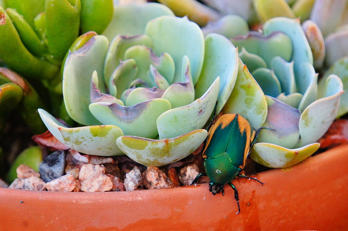 Photograph Beetle on Succulent